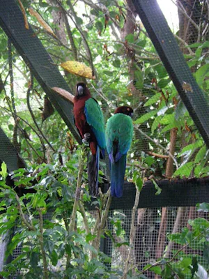 フィジーのクラ ワイルド アドベンチャーパーク(クラ・エコ・パーク)