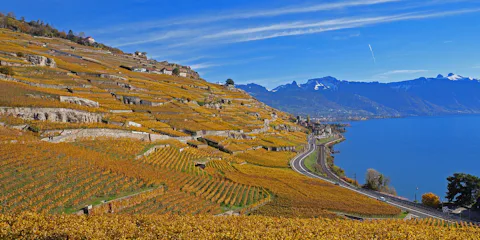 ラヴォー地区のブドウ畑
