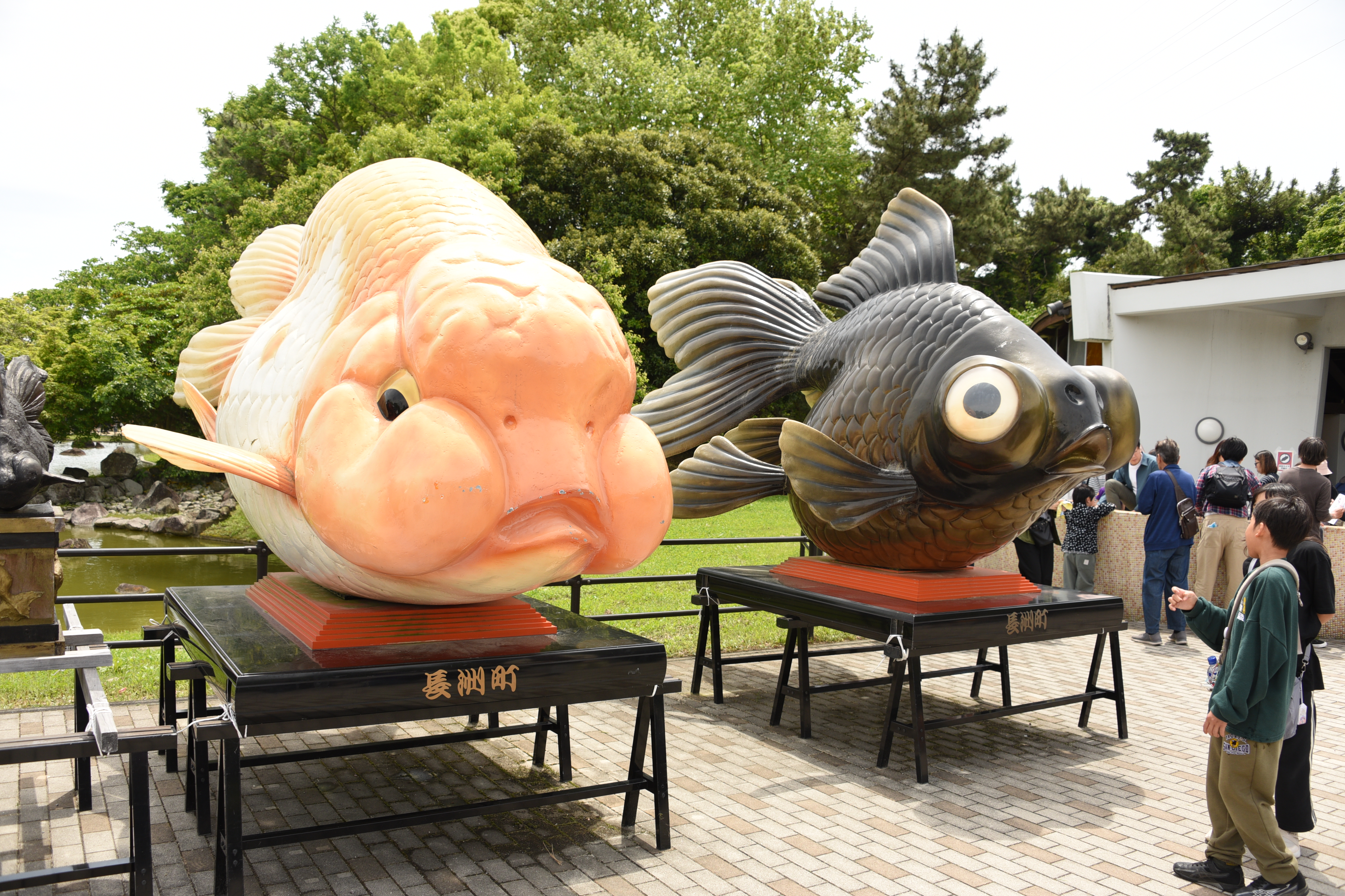 入場無料で珍しい金魚に会える！熊本・長洲町「金魚と鯉の郷広場
