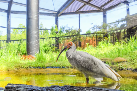 新潟のトキの森公園