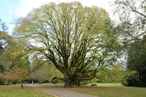 クライストチャーチのハグレー公園