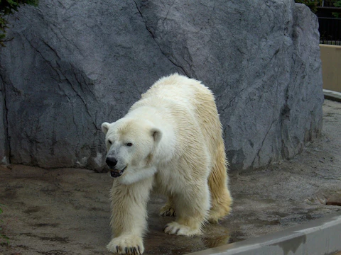 旭川の旭川市旭山動物園