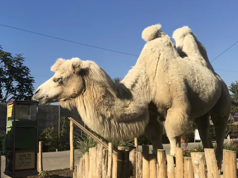 ブダペスト動物園