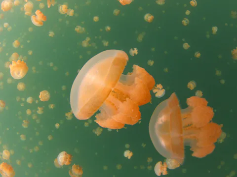 ジェリーフィッシュレイク