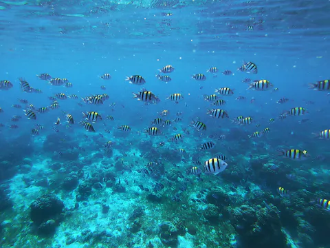 セブのオランゴ島