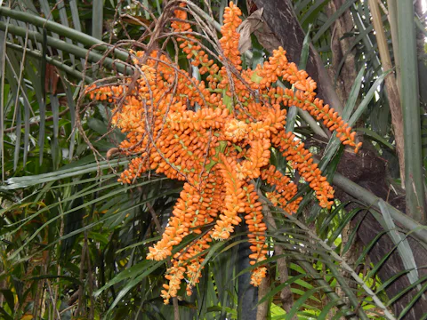 屋久島フルーツガーデン