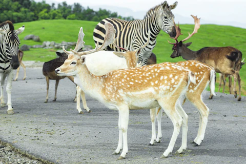 大分のアフリカンサファリ