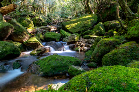 屋久島の白谷雲水峡