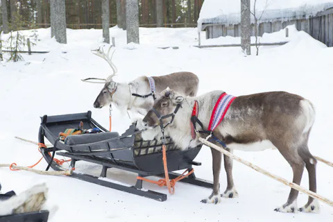 ロヴァニエミのトナカイファーム