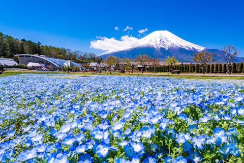 山梨の山中湖花の都公園