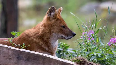 ラヌア動物園