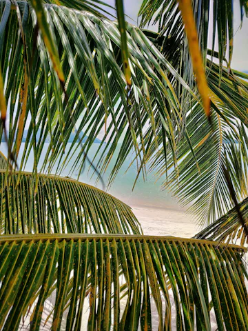 タンジュン・ルービーチ