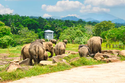 キャンディのピンナワラのゾウの孤児園