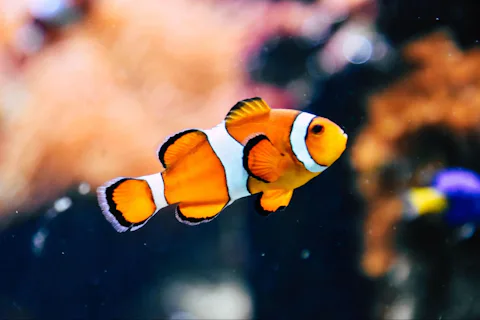 ケリー・タールトンズ水族館