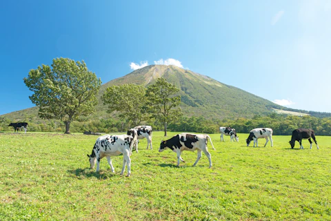 鳥取の大山まきばみるくの里