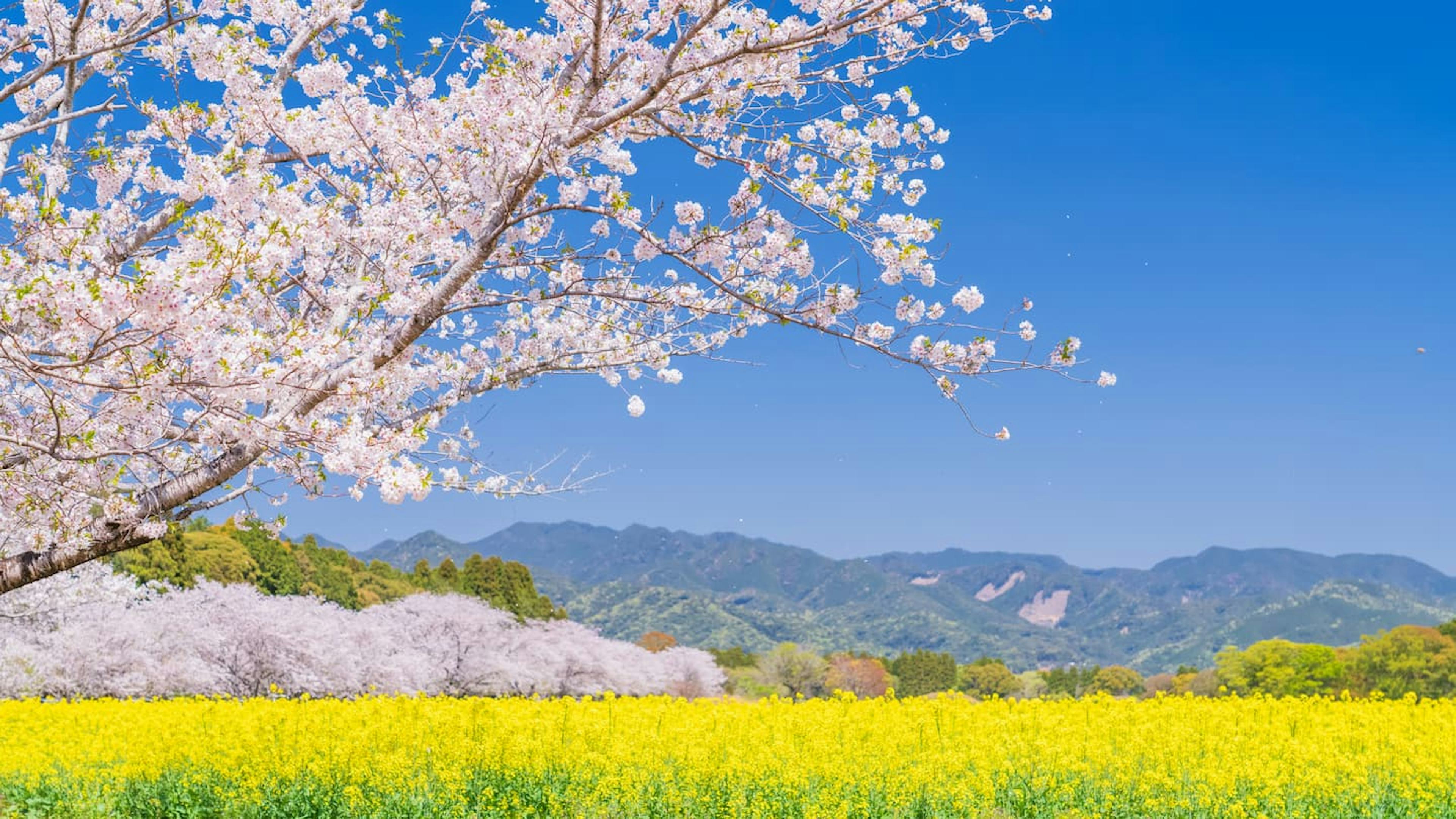 宮崎でおすすめの高級ホテル・温泉旅館6選