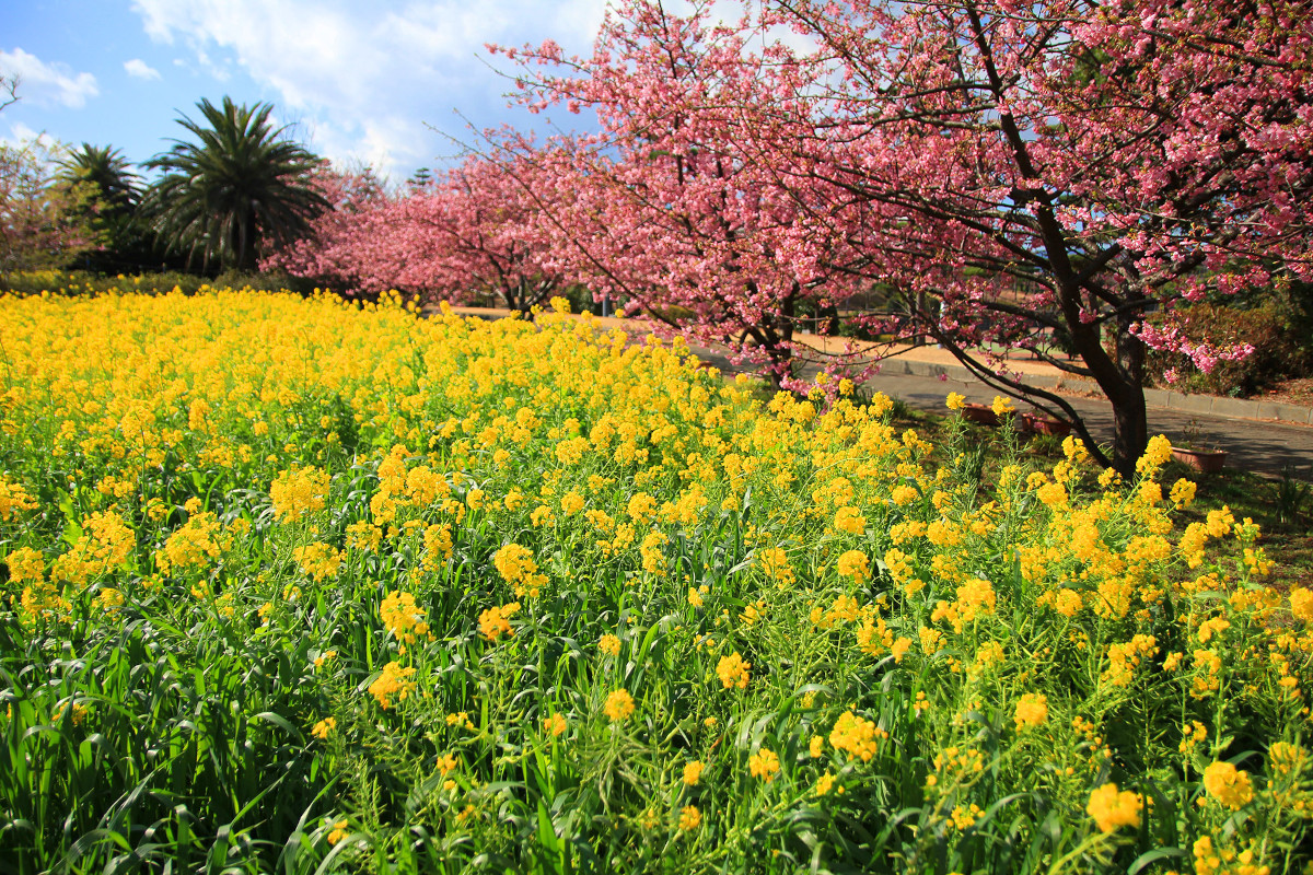 菜の花と桜の競演も