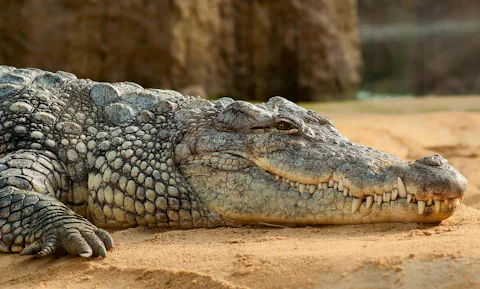 ブルンジのブジュンブラ爬虫類園