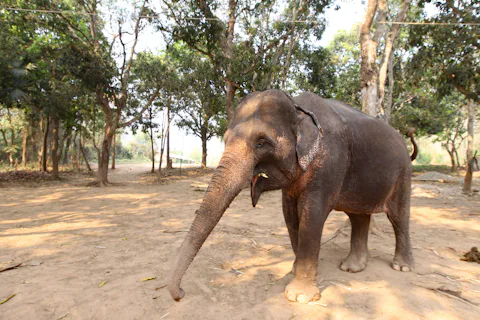 エレファント・ビレッジ