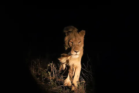 シンガポールのナイトサファリ