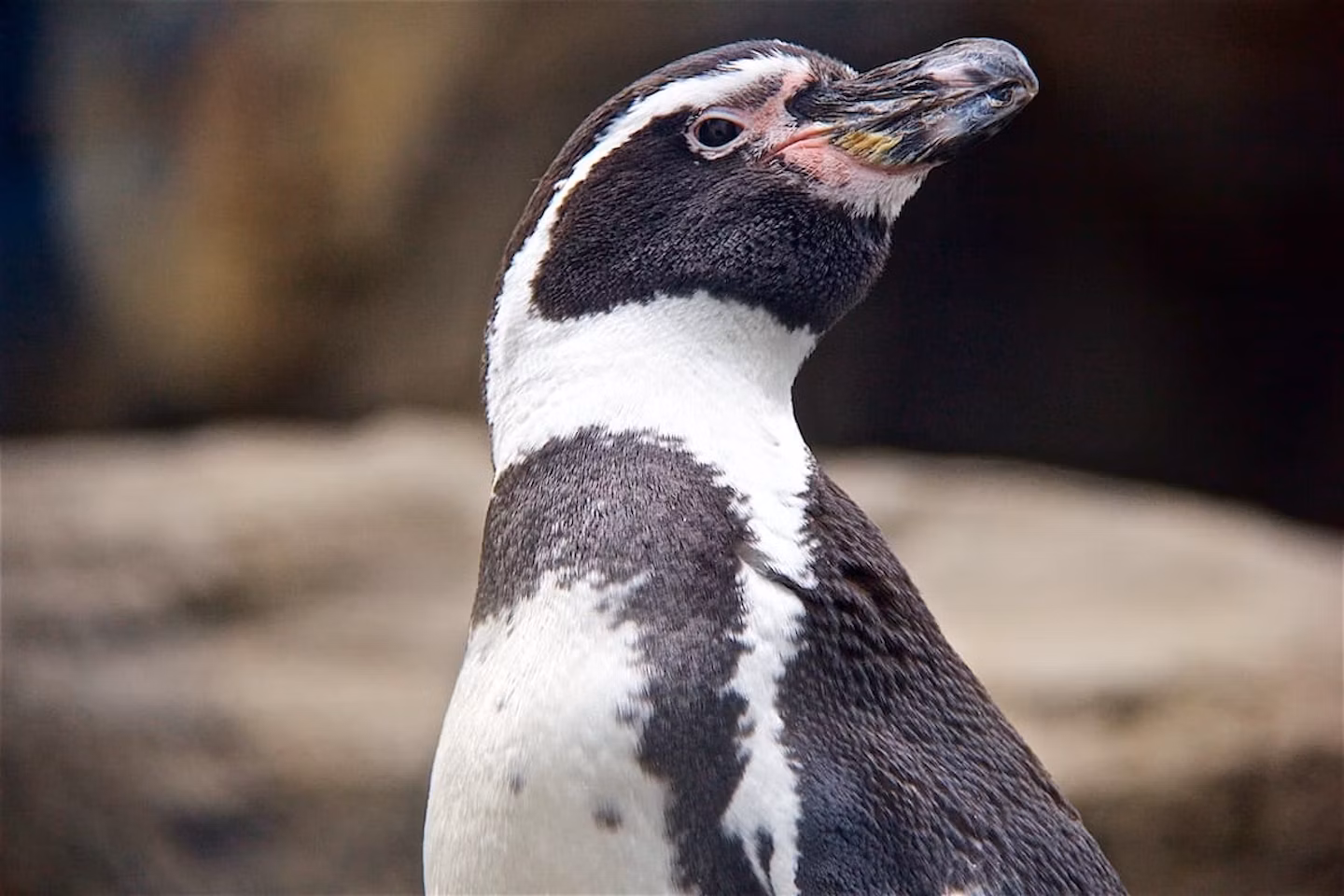 カルガリー動物園