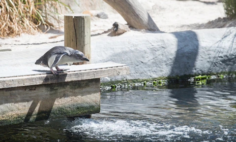 ニュージーランドのニュージーランド国立水族館