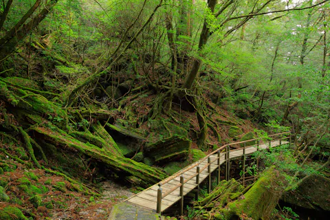 ヤクスギランド