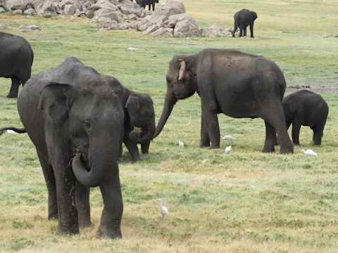 スリランカのミンネリア国立公園