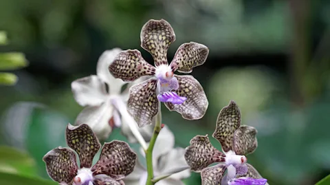 シンガポール植物園