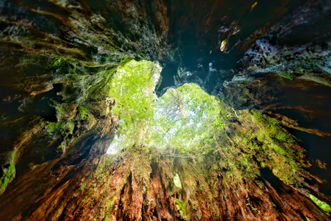 屋久島のウィルソン株