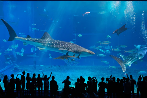 日本の沖縄美ら海水族館