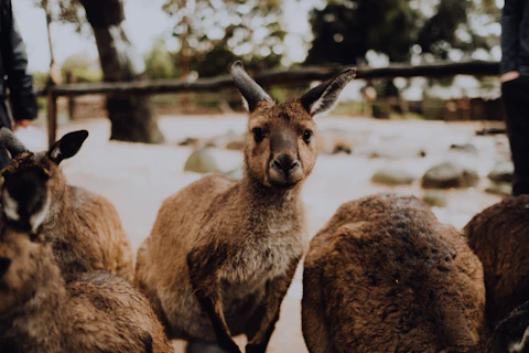 オーストラリアのメルボルン動物園