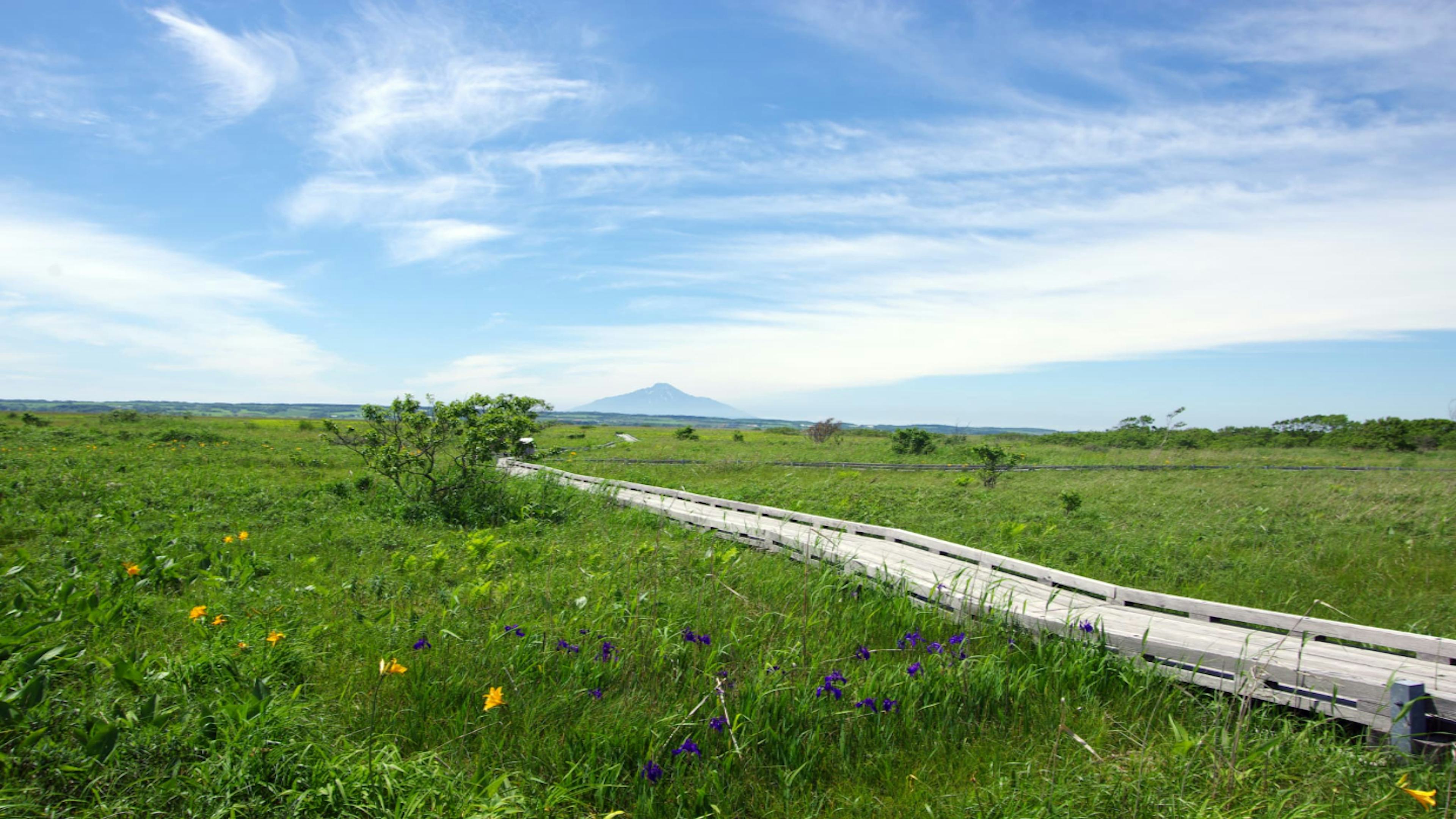 日本最大級の高層湿原を満喫！サロベツ湿原の楽しみ方ガイド