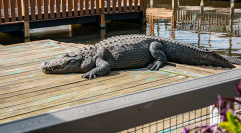 ゲーターランド