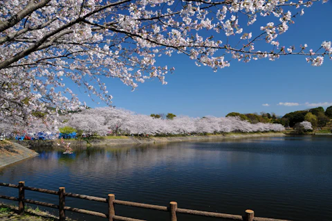 熊本の県央