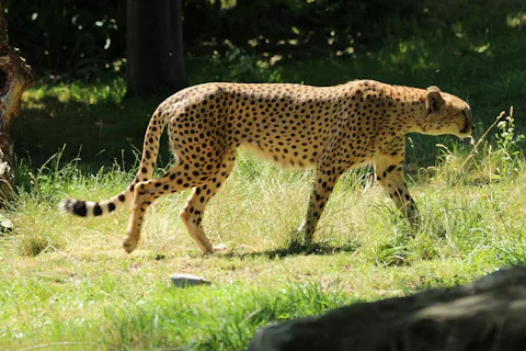 ケルン動物園