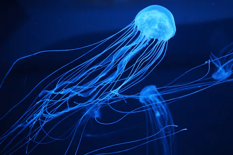 鶴岡市立加茂水族館