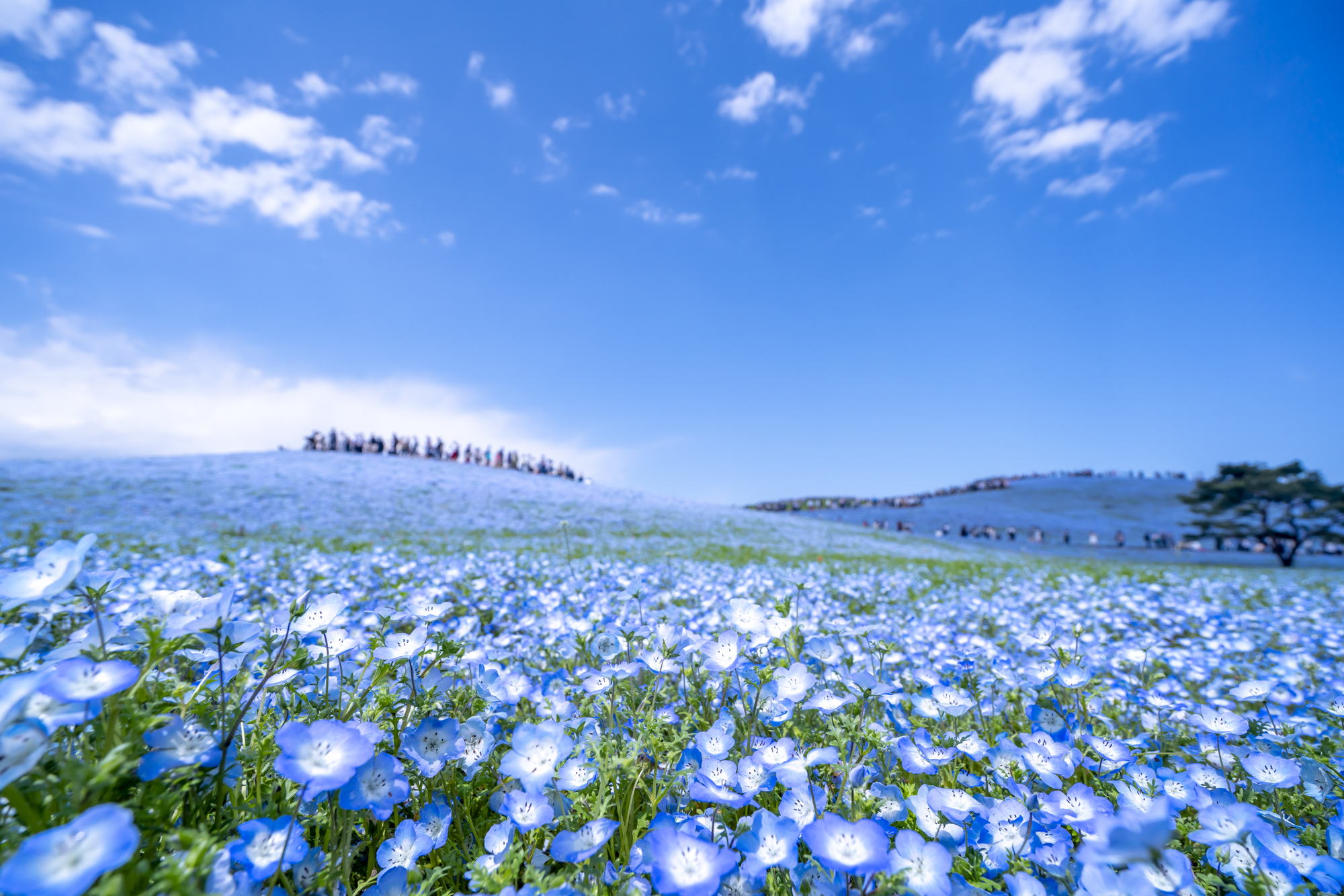 茨城