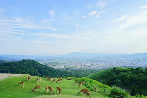 奈良の若草山