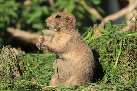 ザルツブルク動物園