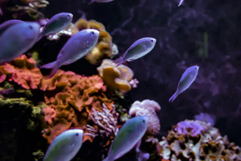 ドゥブロヴニク水族館