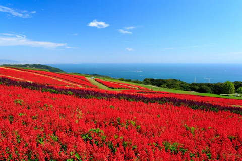 兵庫のあわじ花さじき