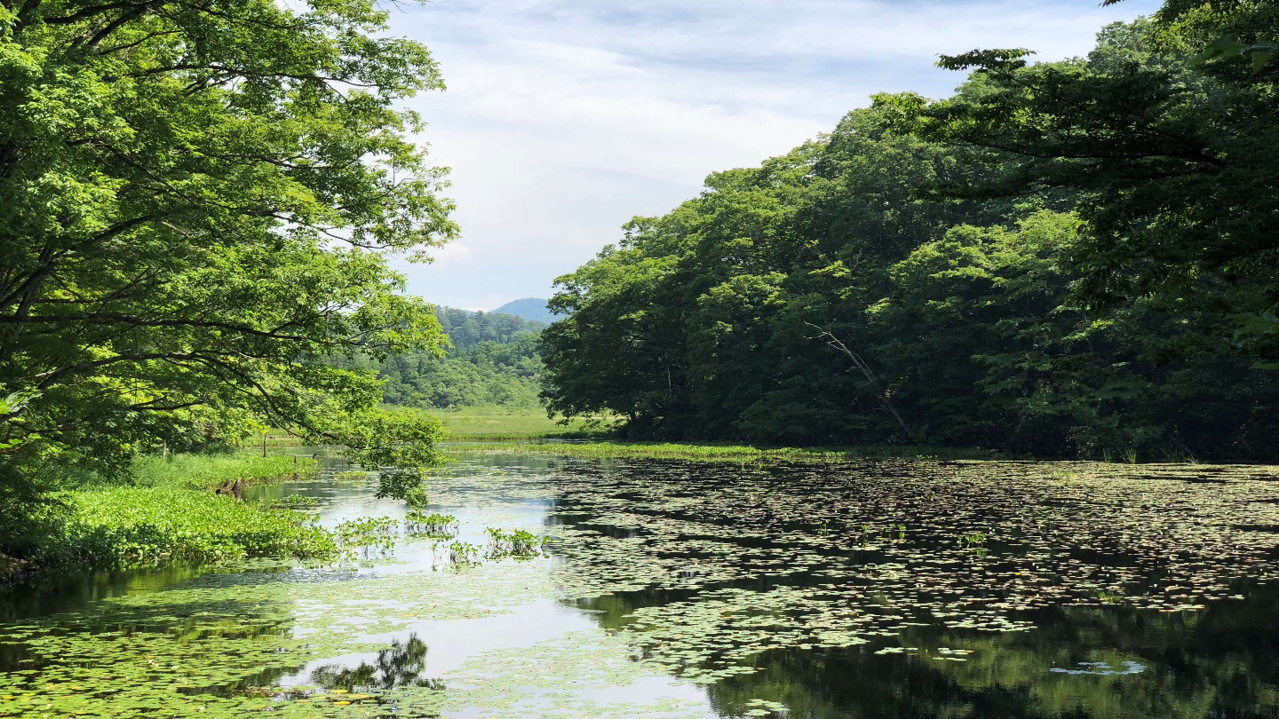 矢ノ原湿原の見どころや楽しみ方を徹底解説!自然と四季の魅力ガイド