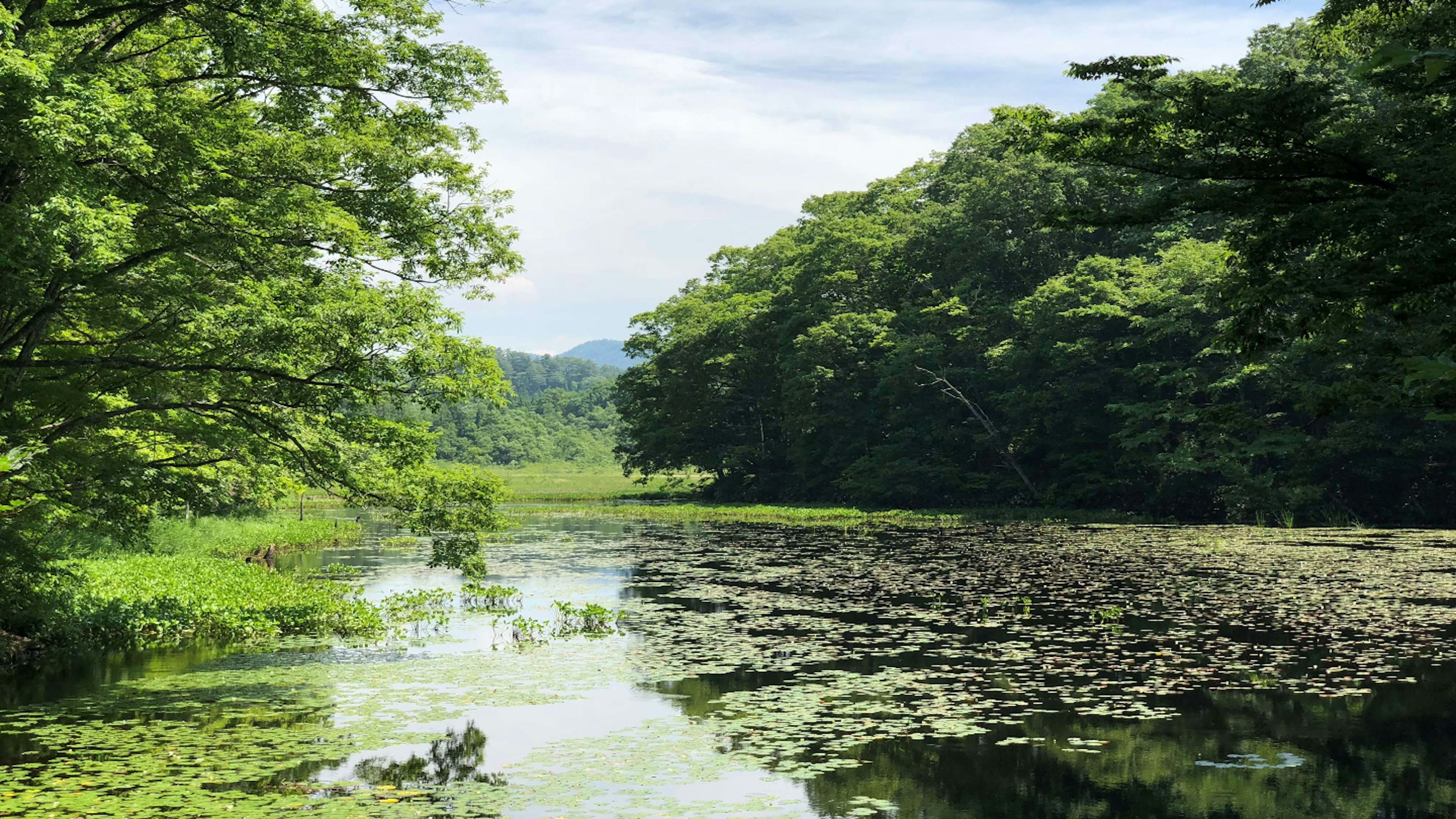 矢ノ原湿原の見どころや楽しみ方を徹底解説！自然と四季の魅力ガイド