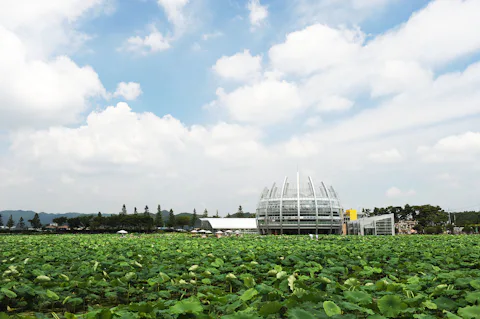 木浦の回山白蓮池