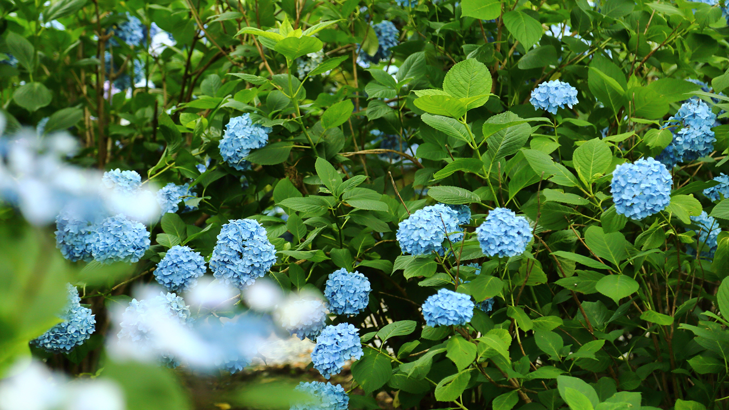 北播磨最大規模！都麻乃郷あじさい園（西林寺）の見どころや開園時期を解説