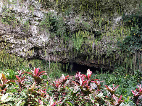 ハワイのシダの洞窟