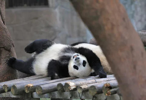 中国の重慶動物園