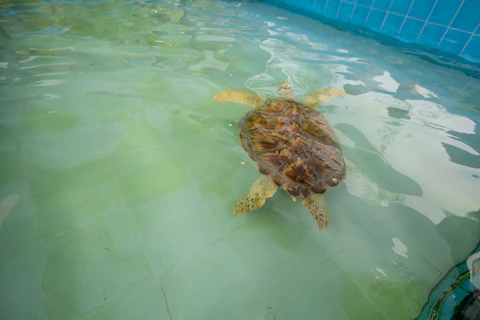 タイのウミガメ保護センター