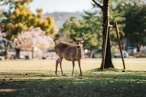 奈良の奈良公園